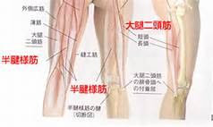 大腿二頭筋付着炎